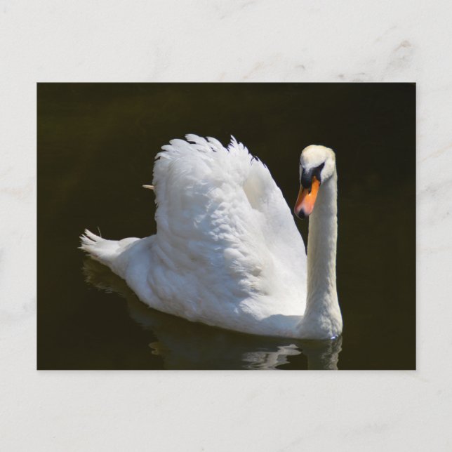 Postal Cisne blanca (Anverso)