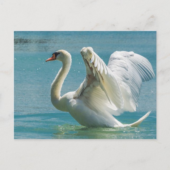 Postal Cisne Blanco (Anverso)