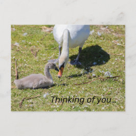 Postal Cisne Blanco Con Cignet
