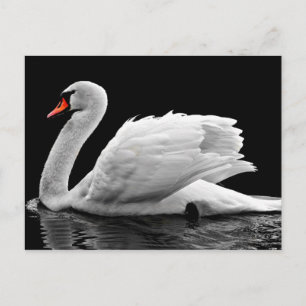 Postal Cisne blanco en el lago
