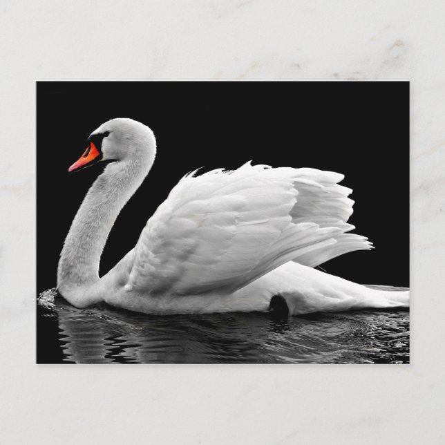 Postal Cisne blanco en el lago (Anverso)