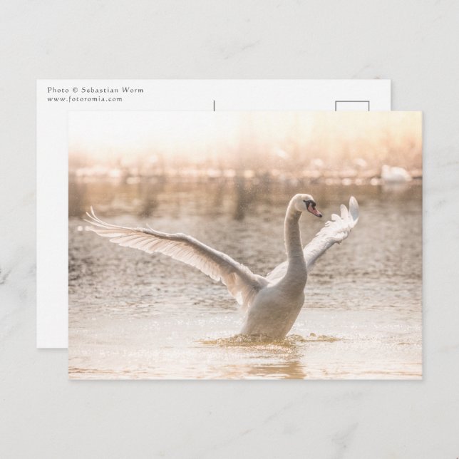Postal Cisne blanco en la foto de la naturaleza del lago (Anverso / Reverso)