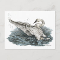 Cisne blanco sobre el agua