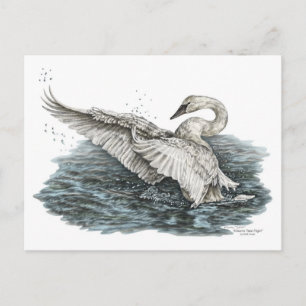 Postal Cisne blanco sobre el agua