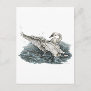 Postal Cisne Blanco sobre el Agua