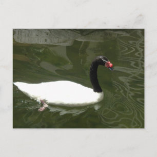 Postal Cisne blanco y negro