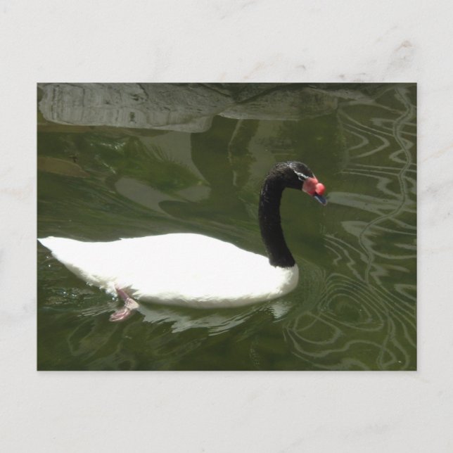 Postal Cisne blanco y negro (Anverso)
