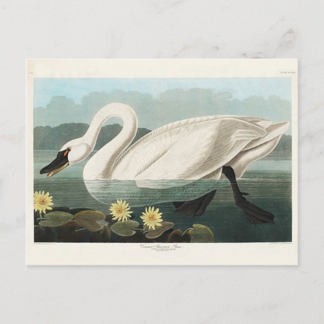 Postal Cisne común estadounidense, aves de América, cosec (Anverso)