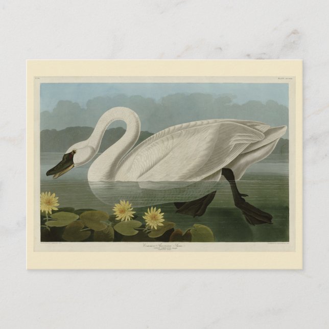 Postal Cisne común estadounidense - Los pájaros de los Es (Anverso)