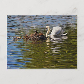 Postal Cisne con cacao euroasiático sentado en el nido
