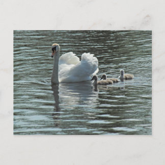 Postal Cisne con el lago Cygnets Roath Park, Cardiff, Gal
