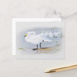 Postal cisne de Bewick, ilustracion de Aves