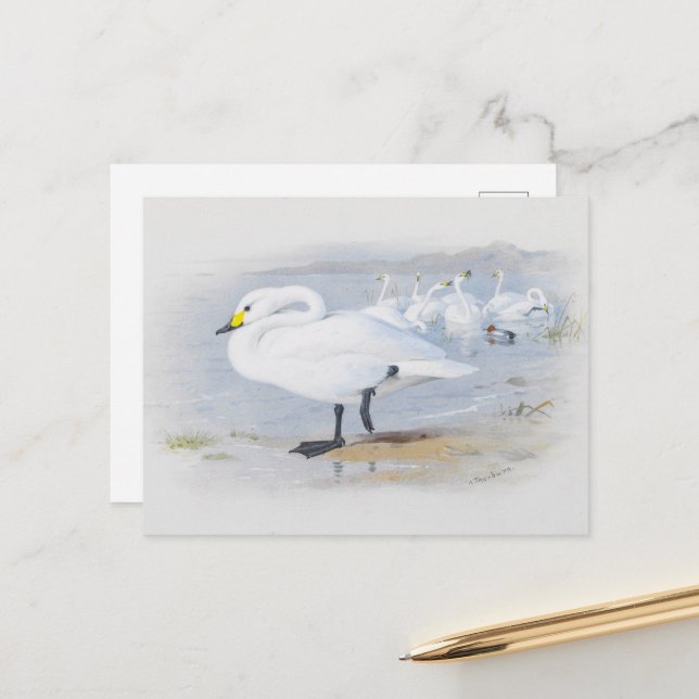 Postal cisne de Bewick, ilustracion de Aves (Anverso/Reverso In Situ)