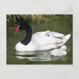 Postal Cisne de cuello negro adulto y crías en el agua.