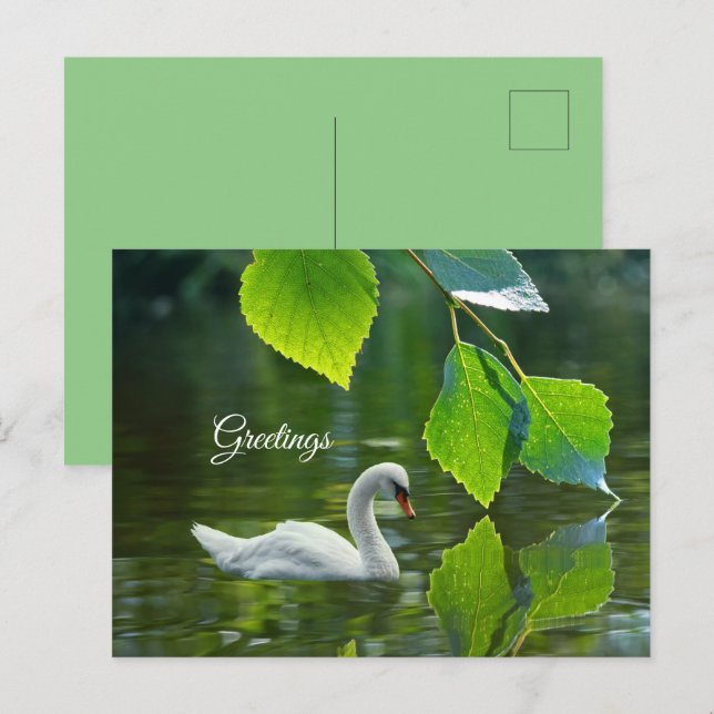 Postal Cisne de verano elegante (Anverso / Reverso)