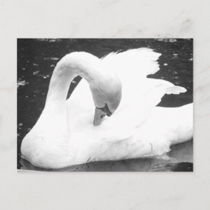 Postal Cisne del lago: blanco y negro