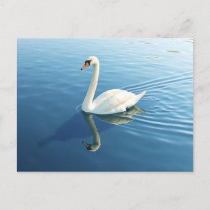 Postal Cisne elegante acuarela en un lago tranquilo