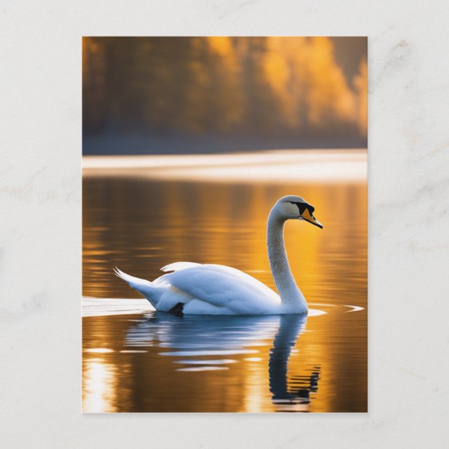 Postal Cisne elegante en un lago (Anverso)