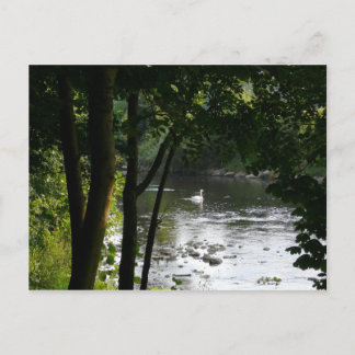 Postal Cisne en el río II