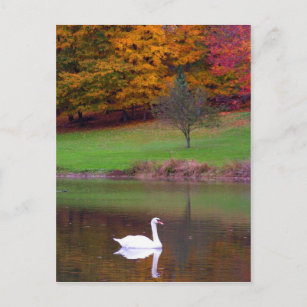 Postal Cisne en otoño
