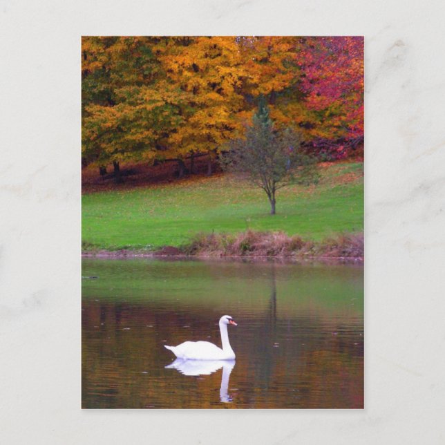 Postal Cisne en otoño (Anverso)