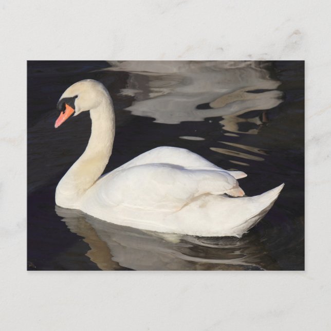 Postal Cisne en un lago II (Anverso)