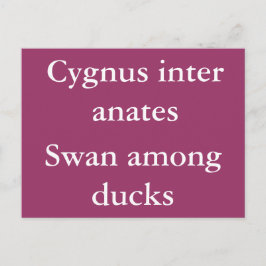 Postal Cisne entre patos - cita latina