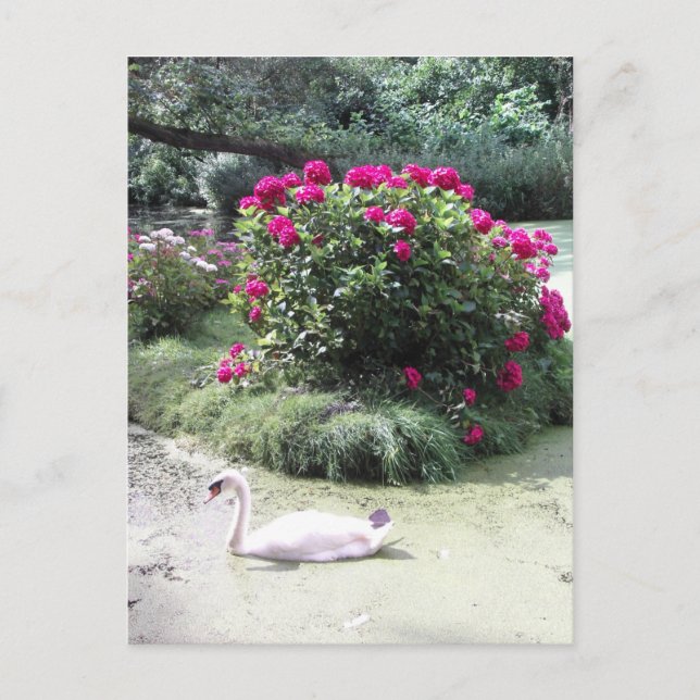Postal Cisne - Isla de las Flores (Anverso)