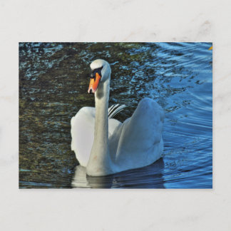 Postal Cisne. Lago Roath Park, Cardiff, Gales.