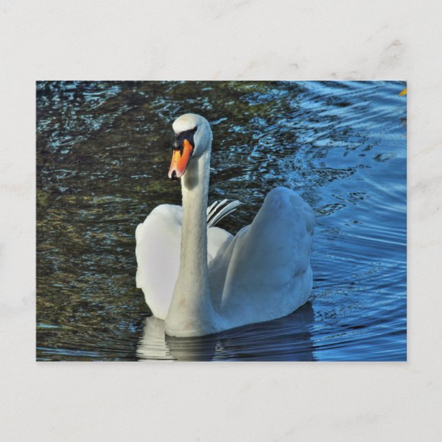 Postal Cisne. Lago Roath Park, Cardiff, Gales. (Anverso)