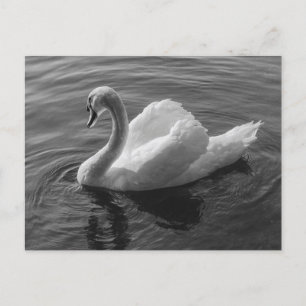 Postal Cisne. Lago Roath Park, Cardiff, Wales B&W