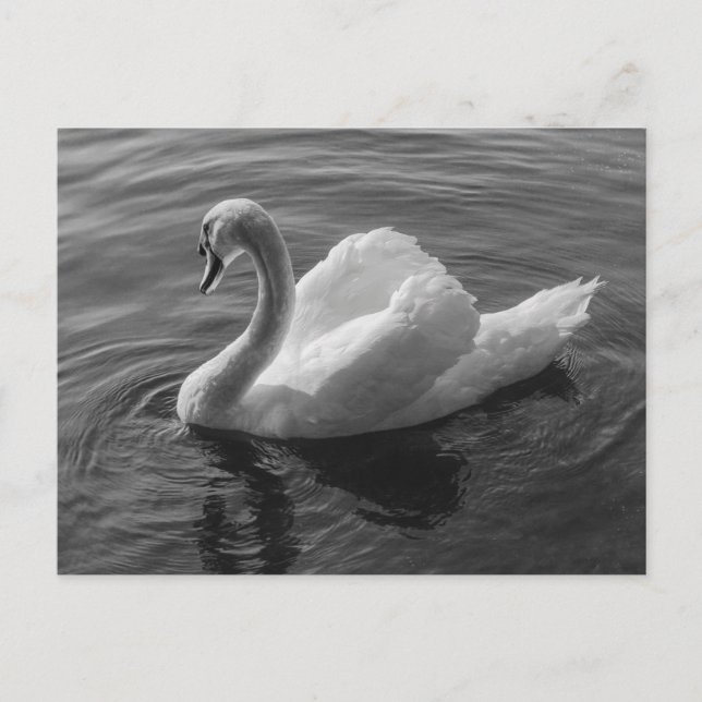 Postal Cisne. Lago Roath Park, Cardiff, Wales B&W (Anverso)