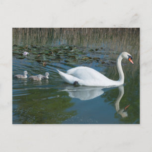 Postal Cisne mudo blanco con crías de cisne zambulléndose