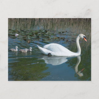 Postal Cisne mudo blanco con crías de cisne zambulléndose