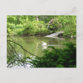 Postal cisne mute (Cygnus Olor) por Footbridge