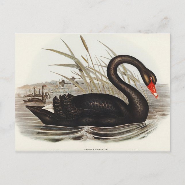 Postal Cisne negra de Elizabeth Gould (Anverso)