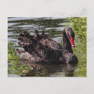Postal Cisne Negra, Lago Roath Park, Cardiff, Gales.