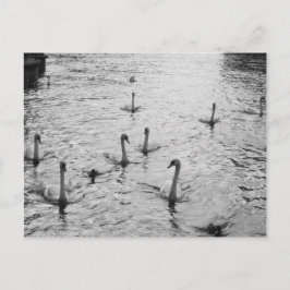 Postal Cisne negra y blanca