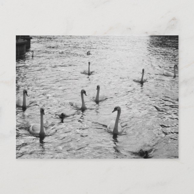 Postal Cisne negra y blanca (Anverso)