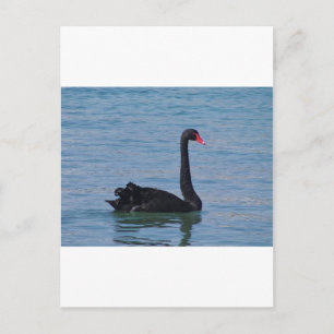Postal Cisne negro