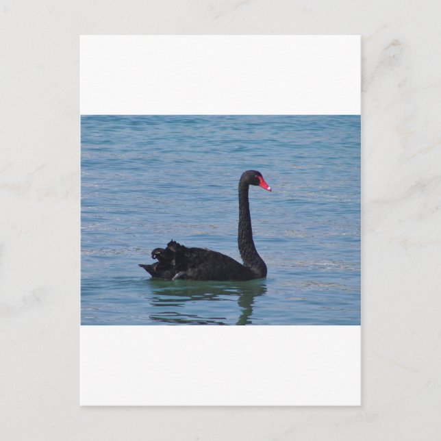 Postal Cisne negro (Anverso)