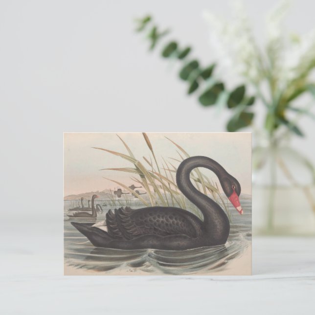 Postal Cisne negro (Anverso de pie)