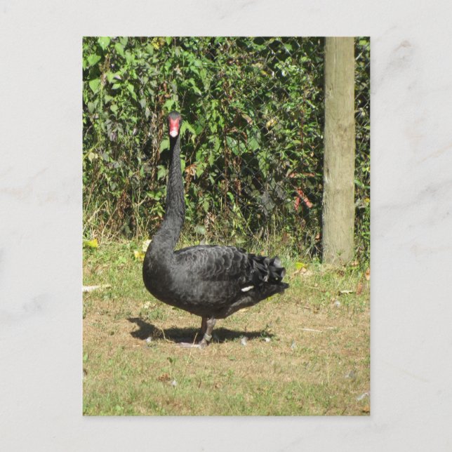 Postal Cisne negro (Anverso)