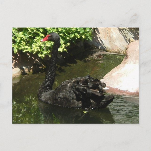 Postal Cisne negro (Anverso)