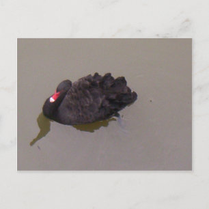 Postal Cisne negro