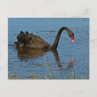 Postal Cisne negro