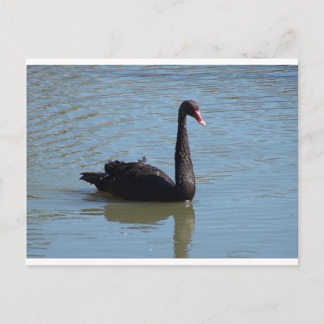 Postal Cisne negro (Anverso)