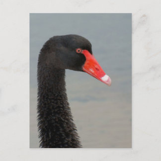 Postal Cisne negro