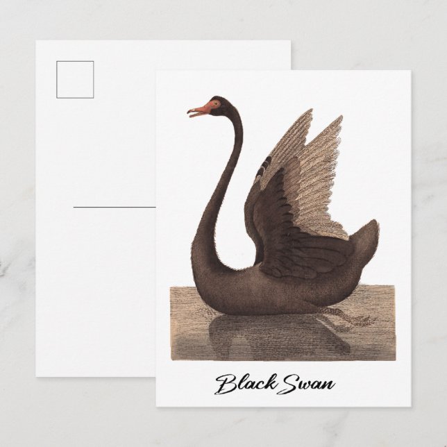 Postal Cisne Negro 1792 (Anverso / Reverso)