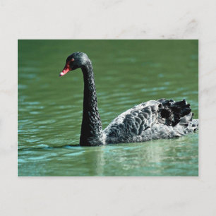Postal Cisne negro, Australia